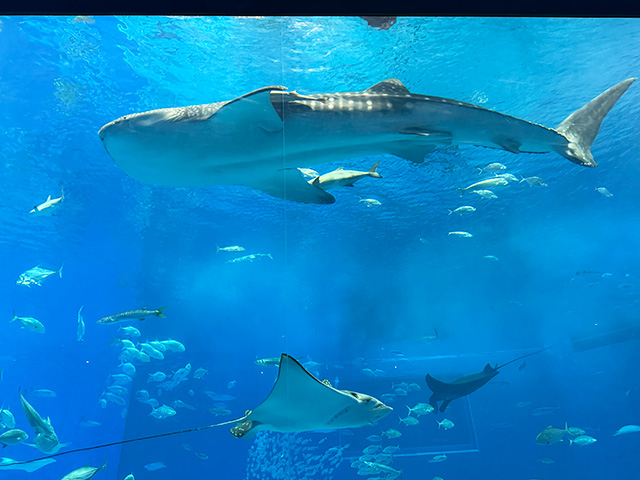 美ら海水族館
